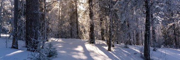 Las, Przebijające słońce, Zima, Drzewa, Śnieg