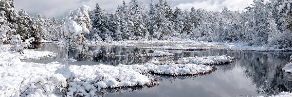 Jezioro, Ośnieżone, Las, Zima, Drzewa