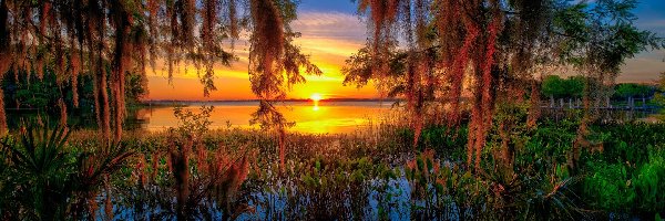 Drzewa, Mount Dora, Jezioro, Floryda, Stany Zjednoczone, Zachód słońca, Lake Dora