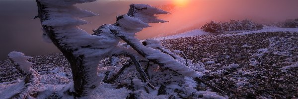 Śnieg, Mgła, Kamienie, Drzewa, Zima, Ośnieżony, Pień, Wschód słońca