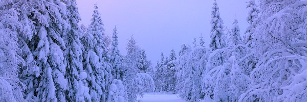 Ośnieżone, Zaśnieżony, Las, Drzewa, Śnieg, Zima