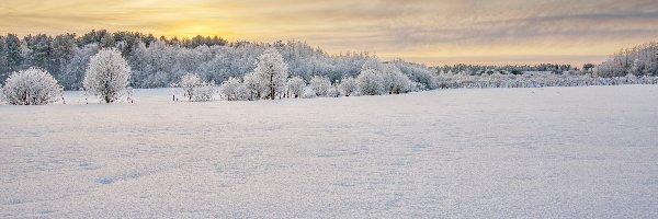 Polana, Zima, Drzewa, Niebo, Wschód słońca