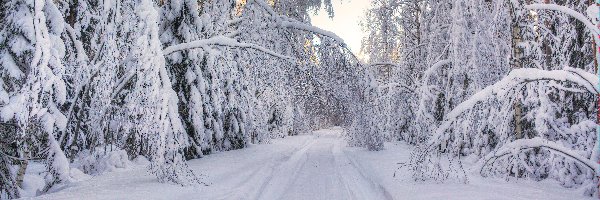 Droga, Drzewa, Ośnieżone, Las, Zima