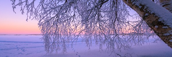 Zima, Galęzie, Drzewo, Ślady, Ośnieżone