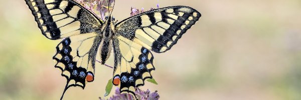 Paź królowej, Gałązka, Kwiaty, Motyl