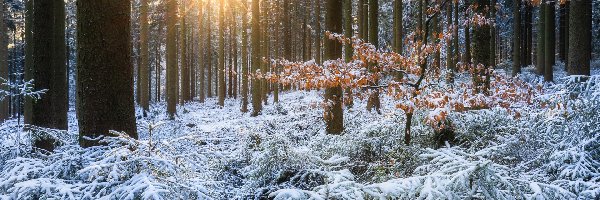 Las, Drzewa, Zima, Promienie słońca, Śnieg