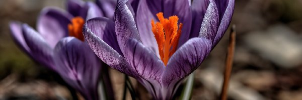 Fioletowy, Makro, Krokus, Kwiat