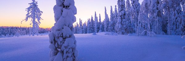 Zima, Ośnieżone, Drzewa, Las, Śnieg