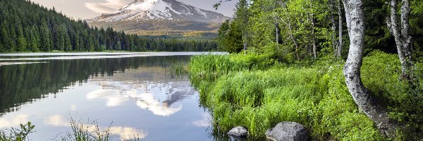 Drzewa, Mount Hood, Stany Zjednoczone, Trawa, Brzeg, Stratowulkan, Las, Góry, Oregon, Chmury, Jezioro, Kamienie, Odbicie