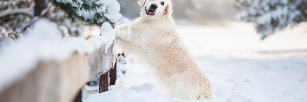 Pies, Zima, Golden retriever, Płot, Śnieg