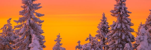 Zima, Drzewa, Ośnieżone, Niebo, Pomarańczowe