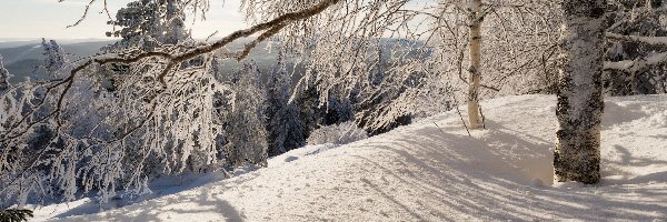 Wschód słońca, Wzgórze, Las, Śnieg, Zima, Gałęzie, Brzoza