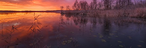 Jezioro, Trawa, Drzewa, Zachód słońca, Szuwary