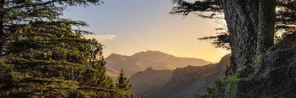 Drzewa, Góry, Mount Erin, Sosny, Te Mata Park, Nowa Zelandia