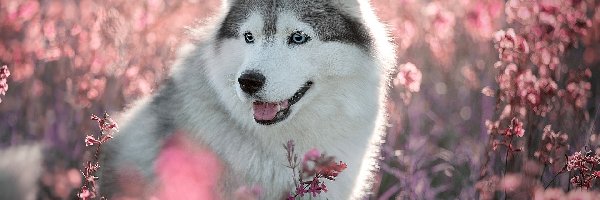 Siberian husky, Kwiaty, Różowe, Pies