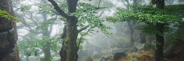 Drzewa, Mgła, Głazy, Las