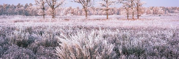 Zima, Oszroniona, Śnieg, Drzewa, Trawa