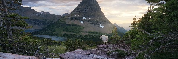 Góry, Stany Zjednoczone, Skały, Park Narodowy Glacier, Chmury, Jezioro, Kozioł śnieżny, Drzewa, Hidden Lake, Stan Montana, Las