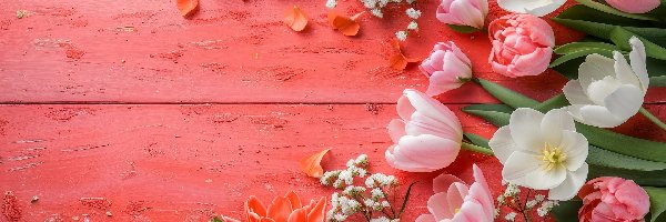 Kolorowe, Tulipany, Kwiaty, Tło, Czerwone