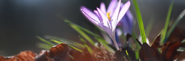 Suche, Kwiat, Rozmyte, Liście, Krokus, Fioletowy