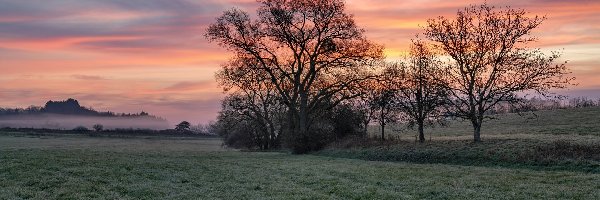 Drzewa, Trawa, Pole, Wschód słońca