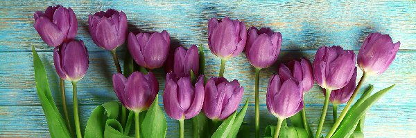 Kwiaty, Fioletowe, Tulipany, Deski, Kolorowe