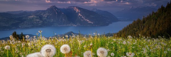 Las, Jezioro, Kanton Berno, Szwajcaria, Polana, Thunersee, Łąka, Alpy, Dmuchawce, Chmury, Kwiaty, Mniszek lekarski, Drzewa, Góry, Lake Thun