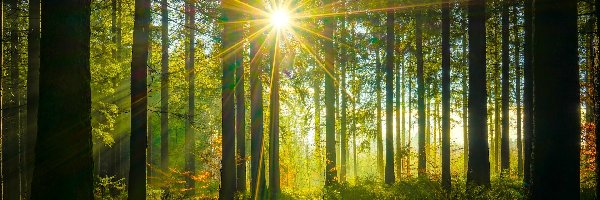 Las, Promienie słońca, Drzewa, Rozświetlony