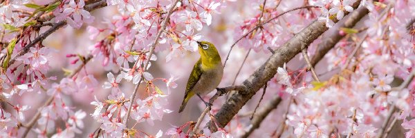 Wiosna, Gałązki, Kwiaty, Szlarnik japoński, Ptak