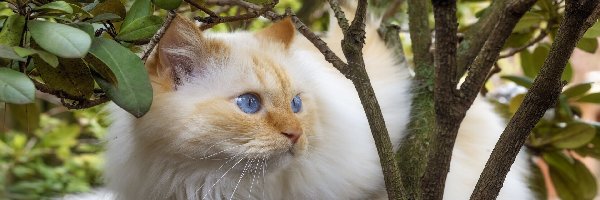 Krzew, Kot, Niebieskooki