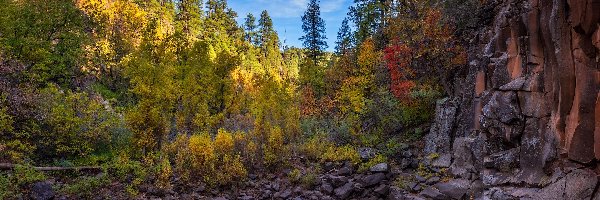 Wąwóz, Sedona, Drzewa, Skały, Arizona, Stany Zjednoczone