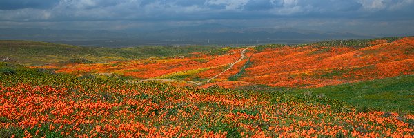 Maczki kalifornijskie, Kalifornia, Chmury, Pozłotki, Antelope Valley, Łąka, Kwiaty, Stany Zjednoczone, Dolina, Niebo