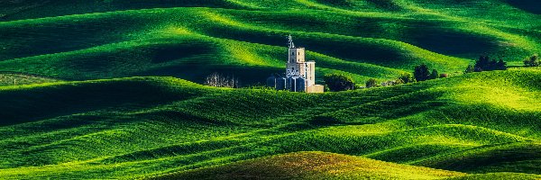 Steptoe Butte State Park, Budowla, Łąki, Drzewa, Wzgórza, Stany Zjednoczone, Stan Waszyngton, Pola, Region Palouse