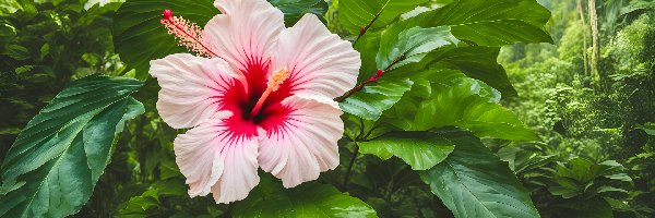 Hibiskus, Zielone, Liście, Kwiat