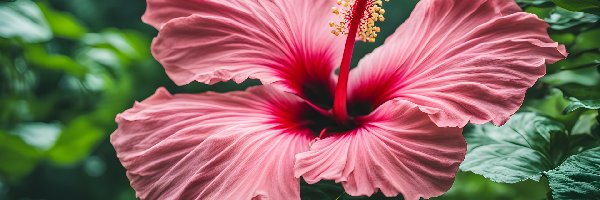 Hibiskus, Zbliżenie, Liście, Kwiat