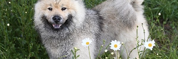 Łąka, Szpic eurasier, Kwiaty, Pies