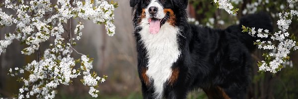 Pies, Białe, Kwiaty, Berneński pies pasterski