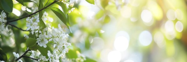 Białe, Rozmycie, Drzewo owocowe, Kwiaty