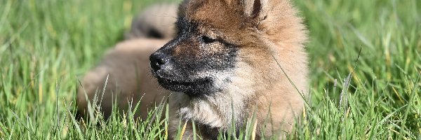 Szpic eurasier, Trawa, Szczeniak, Pies