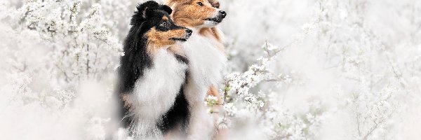 Psy, Owczarki szetlandzkie, Dwa, Białe, Kwiaty