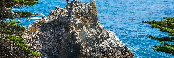 Drzewa, Pebble Beach, Ocean, Stan Kalifornia, Stany Zjednoczone, Skały, Wybrzeże