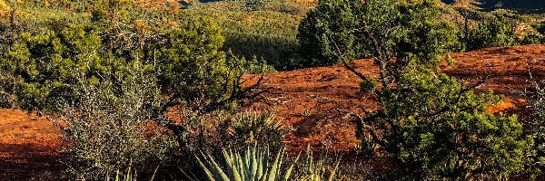 Góry, Arizona, Rośliny, Kaktusy, Sedona, Skały, Drzewa, Stany Zjednoczone