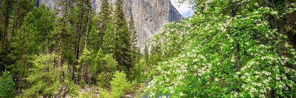 Drzewa, Kalifornia, Kwiaty, Merced River, Góra, El Capitan, Rzeka, Stany Zjednoczone, Park Narodowy Yosemite, Krzewy