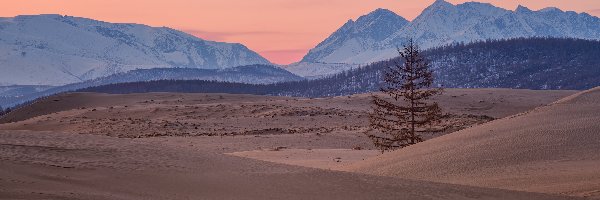 Rosja, Piaski, Drzewo, Pustynia, Góry, Kraj Zabajkalski, Chara Sands