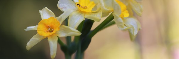 Mrówka, Kwiaty, Narcyzy