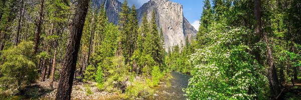 Drzewa, Merced River, El Capitan, Góra, Park Narodowy Yosemite, Kalifornia, Stany Zjednoczone, Rzeka, Krzewy