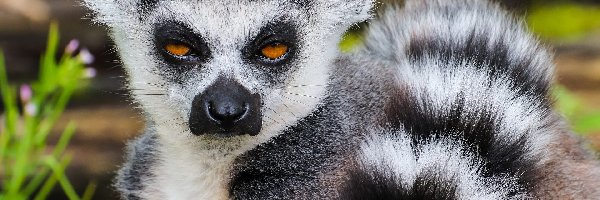 Ogon, Lemur Katta
