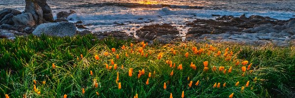 Zatoka Carmel, Kalifornia, Kwiaty, Łąka, Półwysep Monterey, Morze, Skały, Stany Zjednoczone