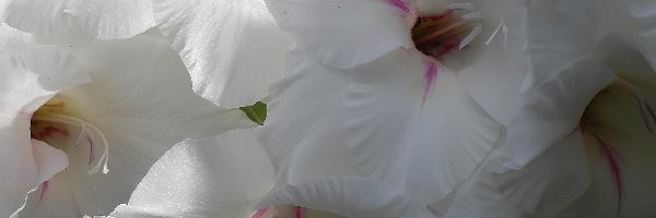 Gladiola, Biała