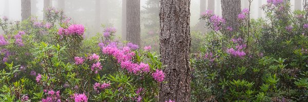 Rododendrony, Kwiaty, Różowe, Mgła, Drzewa, Las
